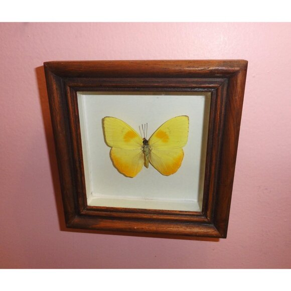Vintage Wood Framed Orange Sulphur Butterfly oddity curiosity insect bug - Picture 4 of 13